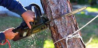 Best Tree Trimming and Pruning  in Hazlehurst, MS