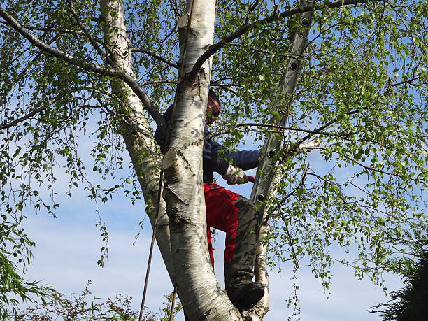 Best Fruit Tree Pruning  in Hazlehurst, MS